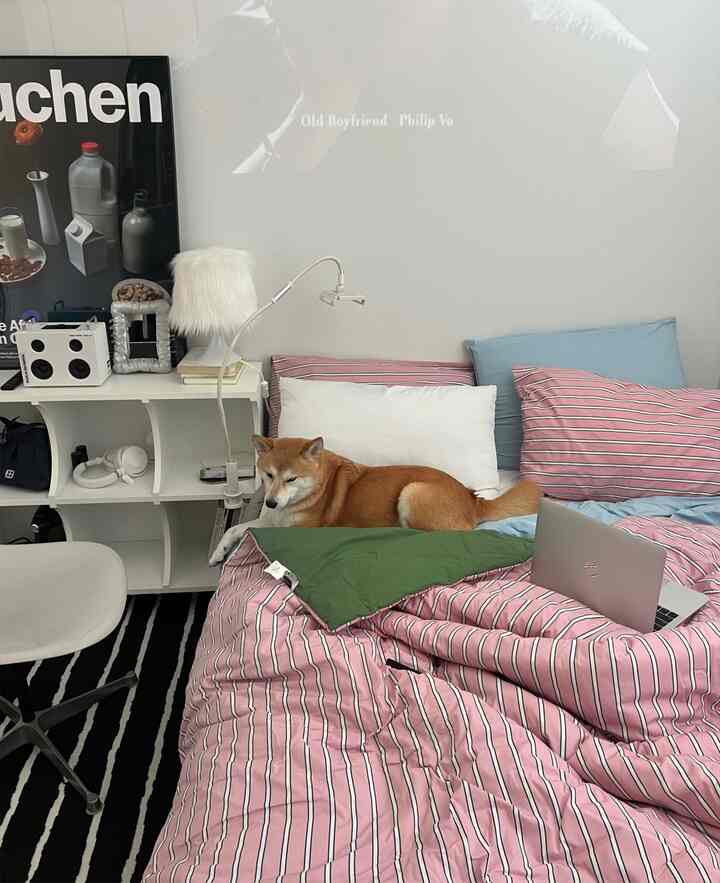 ピンクのストライプのベッドカバーとペットの犬がいるシンプルな白い寝室、ホームオフィス要素が調和した雰囲気のあるインテリア