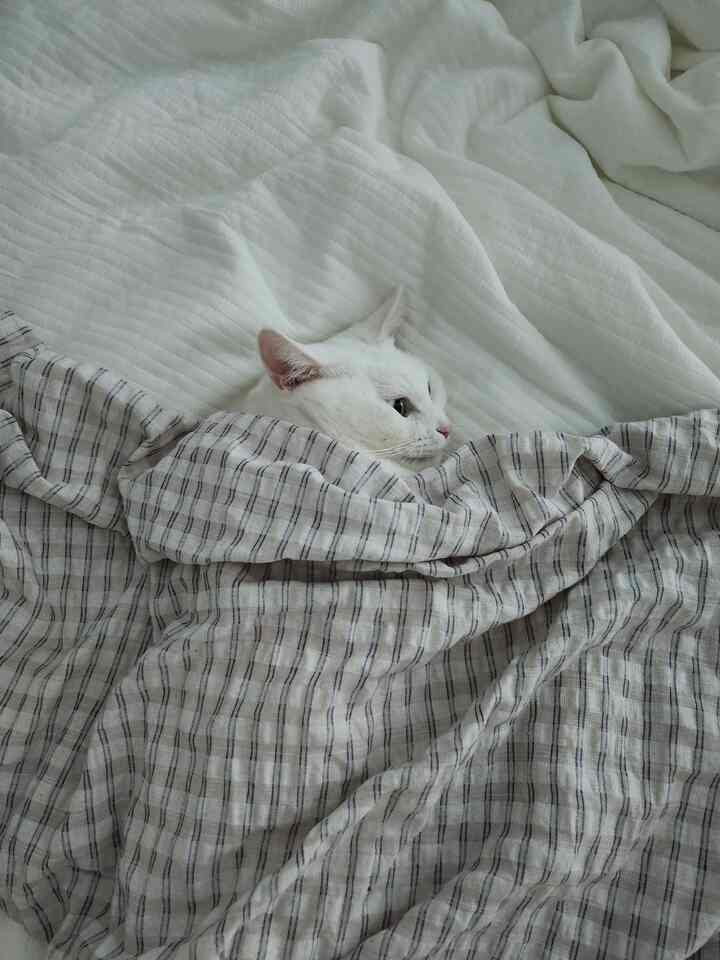 White-toned bedroom space featuring a white cat comfortably tucked in under a striped blanket