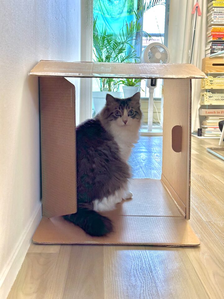 short form carousel card thumbnail