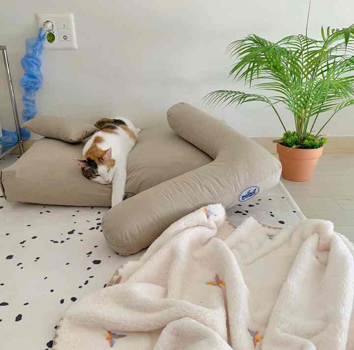 ベージュのクッションの上でくつろぐ猫と隣に観葉植物と柔らかいブランケットがある雰囲気のある空間