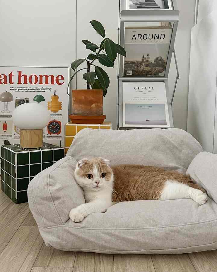 ナチュラルな色調のリビング空間、ベージュのペットソファに猫が横たわり、アートポスターと緑の植物が配置された雰囲気のあるインテリア