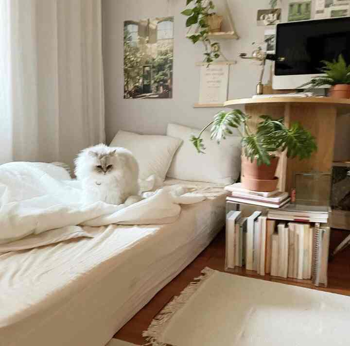 White and ivory toned single bedroom featuring a mattress, a cat, bookshelf, and plants creating a cozy atmosphere