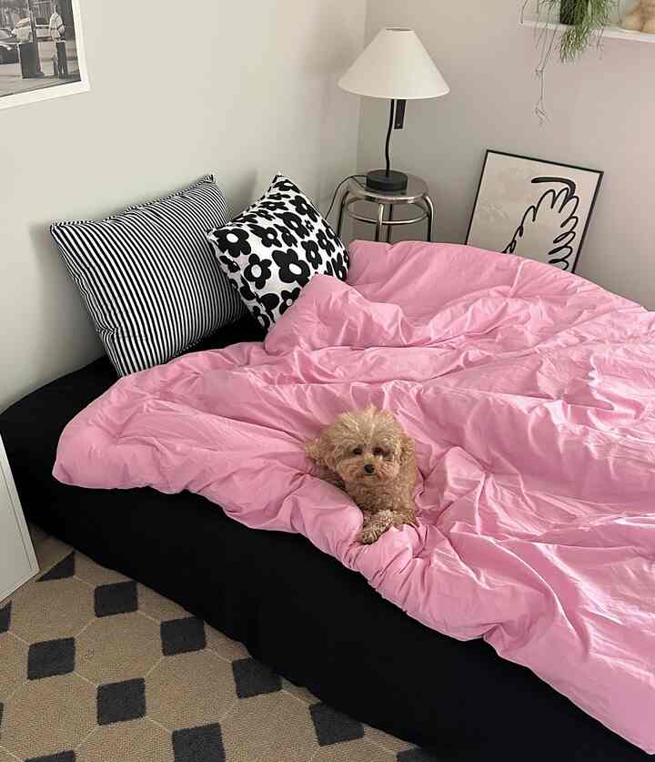 Bedroom with a black bed frame and pink duvet cover, featuring a dog comfortably resting on the bed, creating a cozy atmosphere