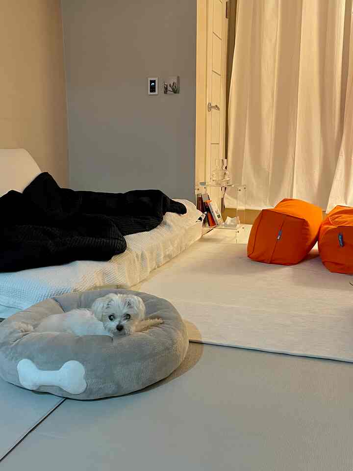 白とグレーのトーンのリビング、犬がいるグレーのペットベッドとオレンジ色のビーンバッグが配置された雰囲気のある空間