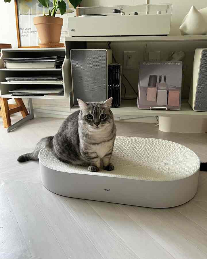 A cozy living room in white and natural tones featuring a cat sitting on a white oval-shaped scratching post at center