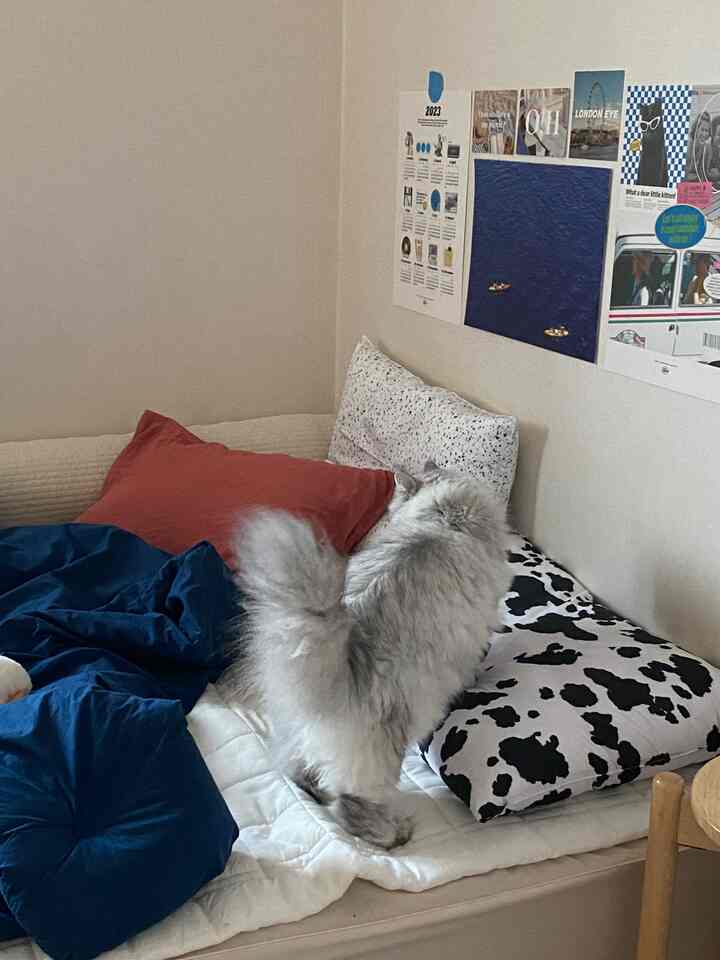 Navy and white toned bedroom featuring a cozy bed with multiple pillows and a fluffy pet dog resting