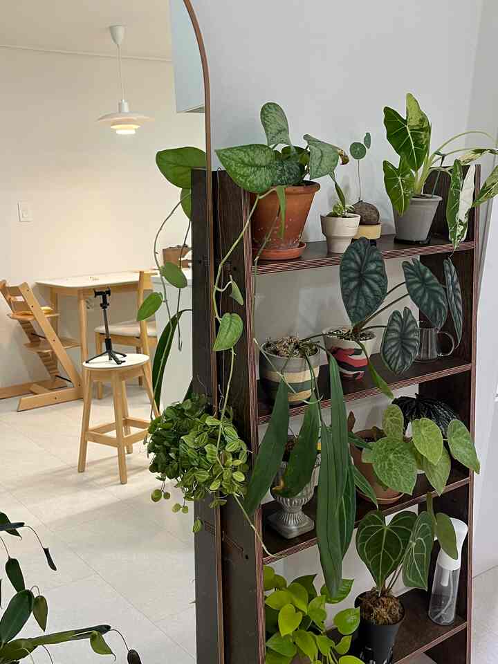 ☝️寒い天気で植物を守る植民地時代のノウハウ 

✅植物配置ㅣはしご植物棚を活用したプランテリア演出法

こんにちは。 5年目の植物執事グリーンハナです！
秋に入り、天気が寒くなりました。
ベランダ植物を屋内に運んできました➰
寒い天気で月東準備が必要な時期です。

5年間構築アパートで植物を育てています。
スペースが限られているので、植物の配置に気を使います。
👍梯子棚1枚に鉢植え10個以上！ 
小さなサイズの植木鉢は梯子棚一つで解決！
植物アパート完成しました〰️

#植物の成長 #最近のトレンド #植物の執事 #屋内植物 #植物の棚 #プランテリア #植物のインテリア #植民 