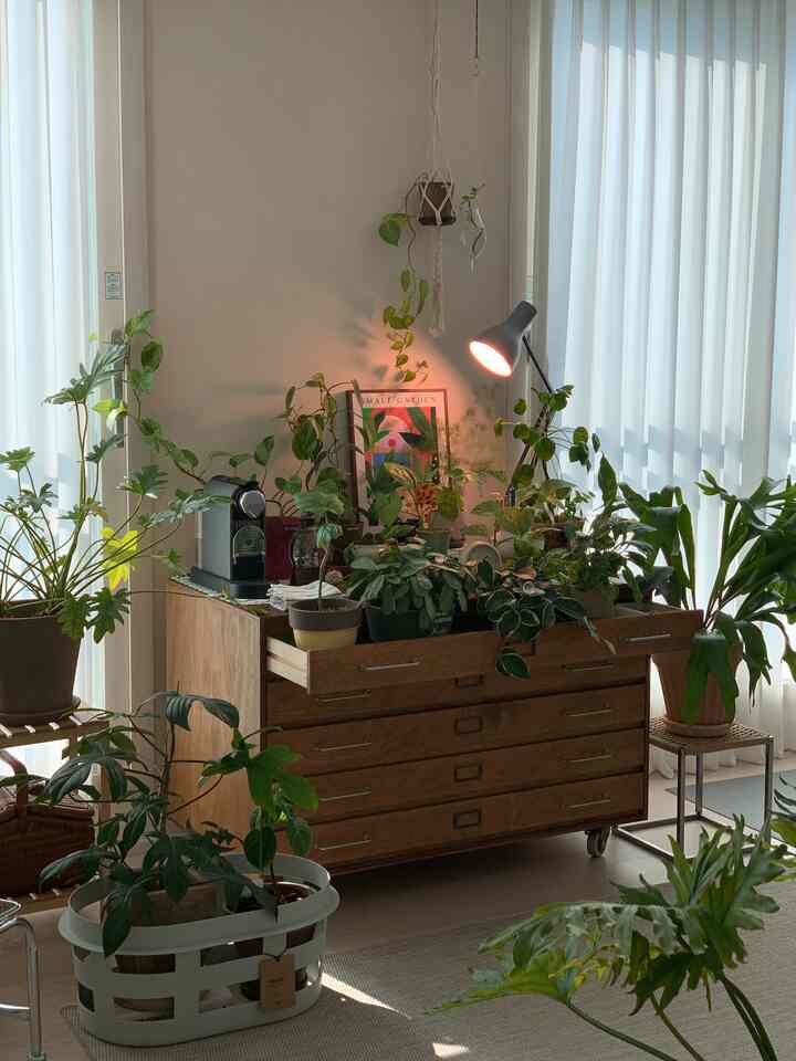 A living room filled with natural light featuring white curtains, wood-toned furniture, and an array of plants arranged decoratively