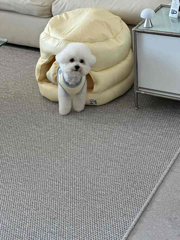 明るい黄色のペットハウスと白い犬が配されたグレーのラグのある温かみのあるリビングスペース