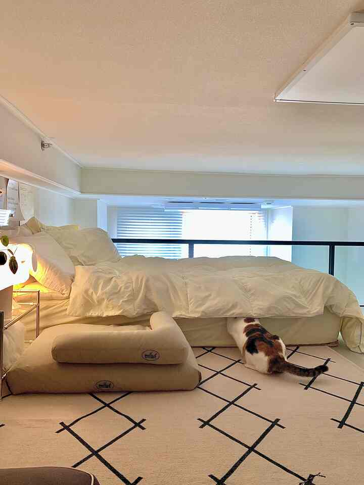  #자취방꾸미기 #복층오피스텔 #복층원룸 #행잉플랜트 #냥테리어 #펫테리어 #캣테리어 #플랜테리어 #cozyhome #planterior #집꾸 #방꾸 #원룸인테리어 #복층원룸 #복층꾸미기 #셀프인테리어 #러그 #고양이침대방석 #액자 #침실인테리어 #베개 #이불 #오늘의기록 #가을대청소 #오하우스시즌9 