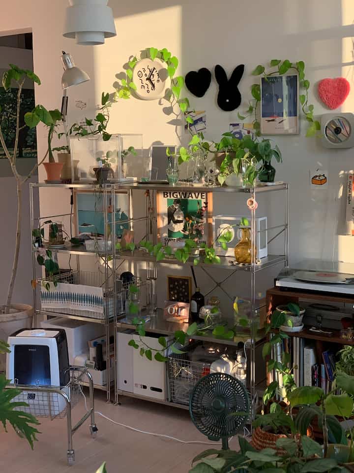 Bahkan tanaman berkilauan di bawah sinar matahari sore✨

Karena kami terus membuat tanaman hidroponik dengan menggunakan kekuatan reproduksi dapsus kulit, tempat ini seperti zona dapsus kulit👀 

#Masa Pertumbuhan Food Butler #TanamanInterior #Tanaman Butler Sehari-hari #Rak Stainless Steel #RakInterior #MUJI #RakMUJI #RencanaInterior #HumidifierRekomendasi #Humidifier #HiasanDinding 