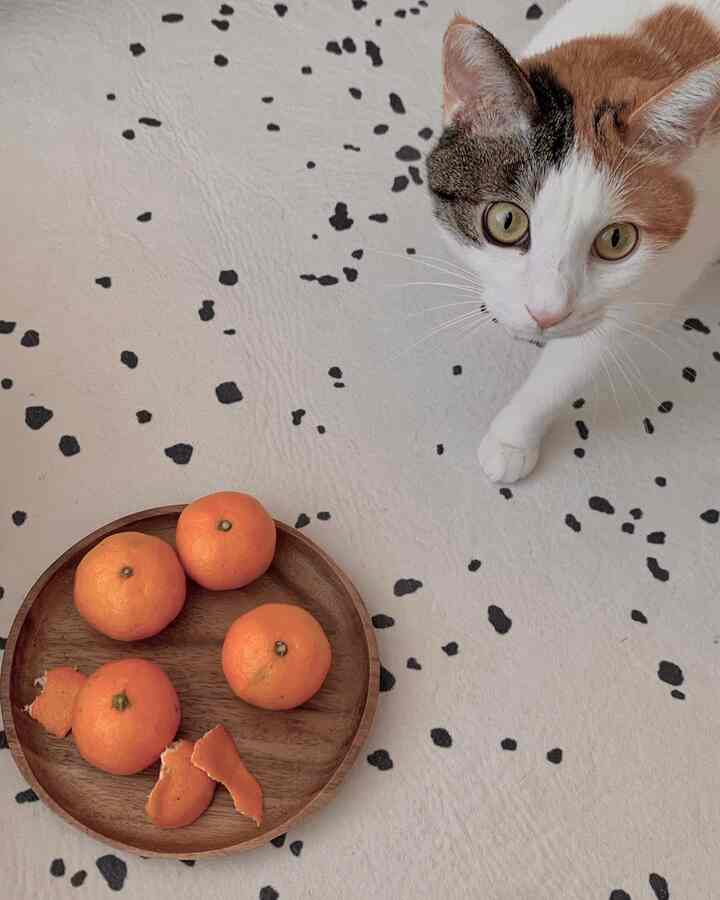 黒い斑点のある白いラグの上に木製トレイと4つのミカン、右側に猫が立っている光景