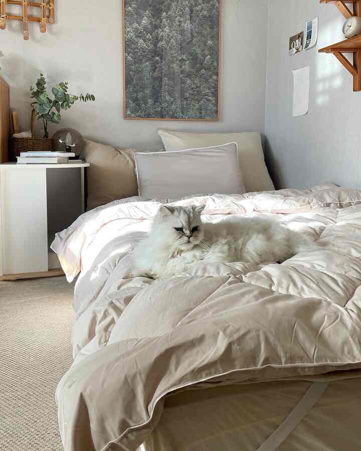 ベージュとホワイトの色調の寝室、中央に猫がくつろぐ自然なモダンな雰囲気のあるインテリア
