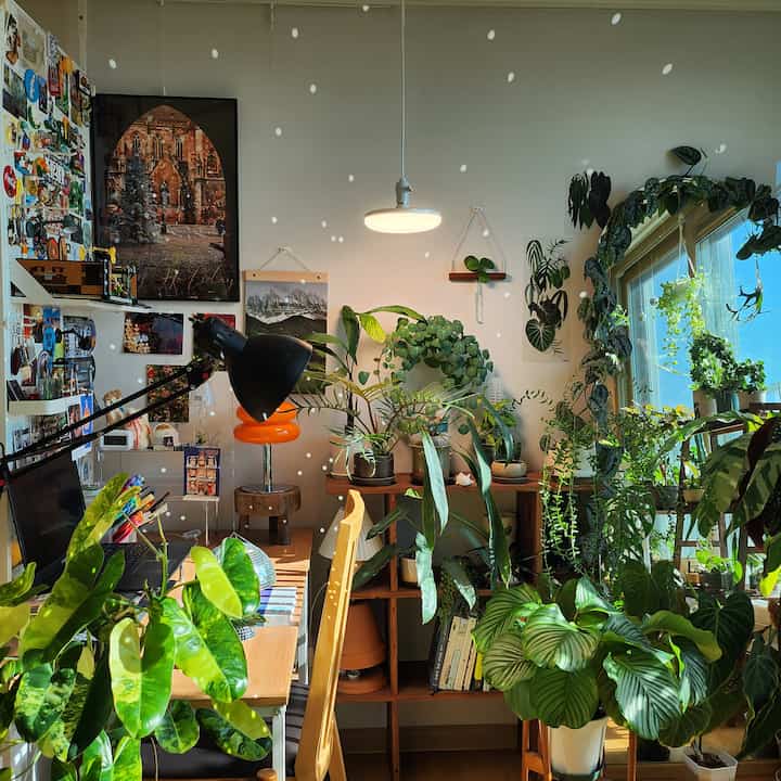 ✨️Additional props for the plant room✨️
I hung a mirror ball in the plant room✨️
It's so pretty when it sparkles in the sunlight that I can't stop looking at it
The combination of plants and sunlight is  #플랜테리어 #반려식물 #식물집사 #식물키우기 #식물관리방법 #식물추천 #홈가드닝 #화분 #화병 #꽃 #실내식물