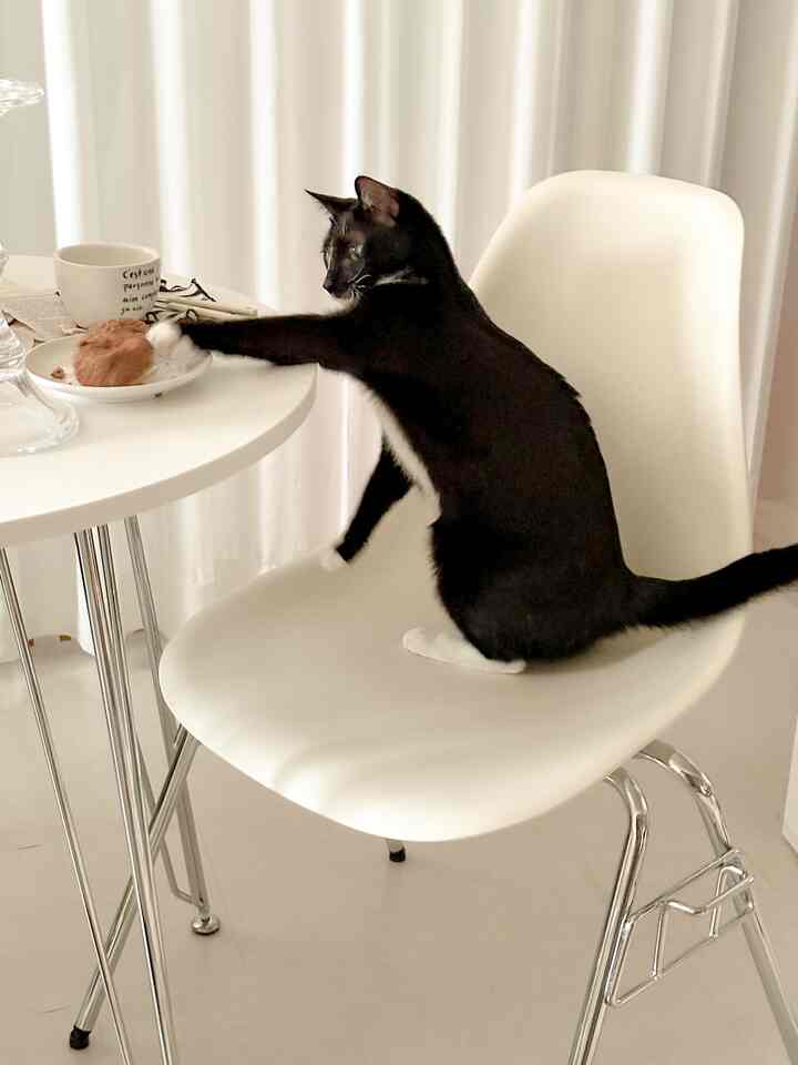 アイボリー色のカーテンと白いダイニングチェアが配置された空間に、黒い猫が座っている雰囲気のあるキッチン