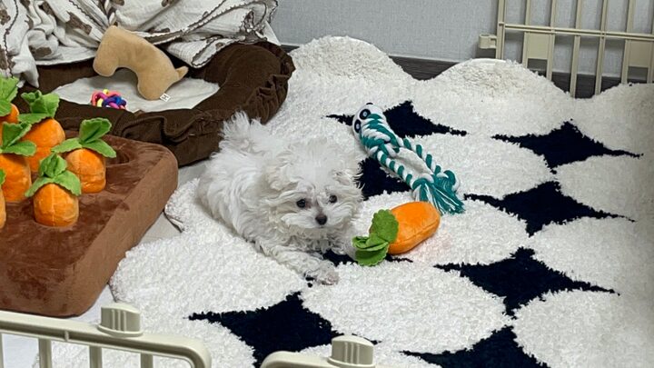 short form carousel card thumbnail