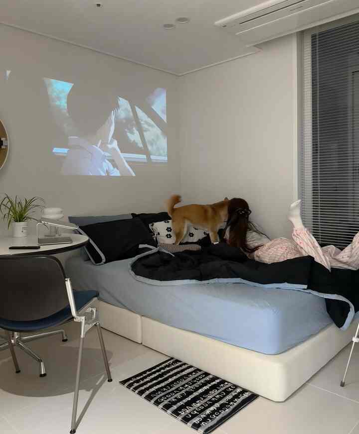 ホワイトトーンの寝室、黒と青の寝具とペットの犬が配置されたシンプルで居心地の良いインテリア