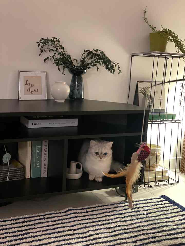 Modern living room with black-toned furniture used as a cat hideout and decorative accessories