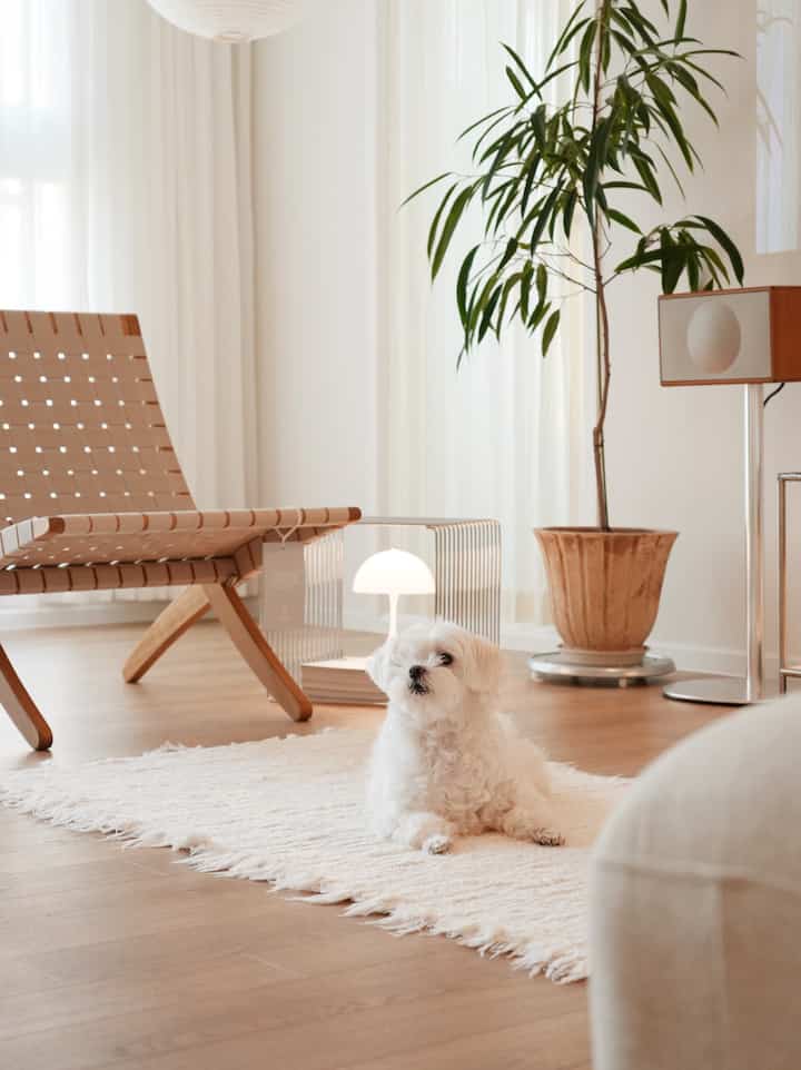 Natural living room in white and wood tones featuring a white dog on a textured white rug with minimal furniture and a plant