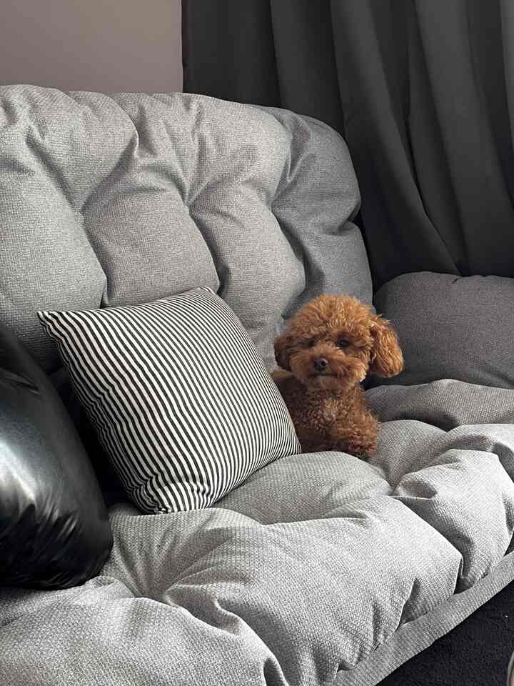 グレーのソファと濃いグレーの遮光カーテンが配置された空間、小さな茶色の犬がソファに座り、温かみのある雰囲気のあるインテリア