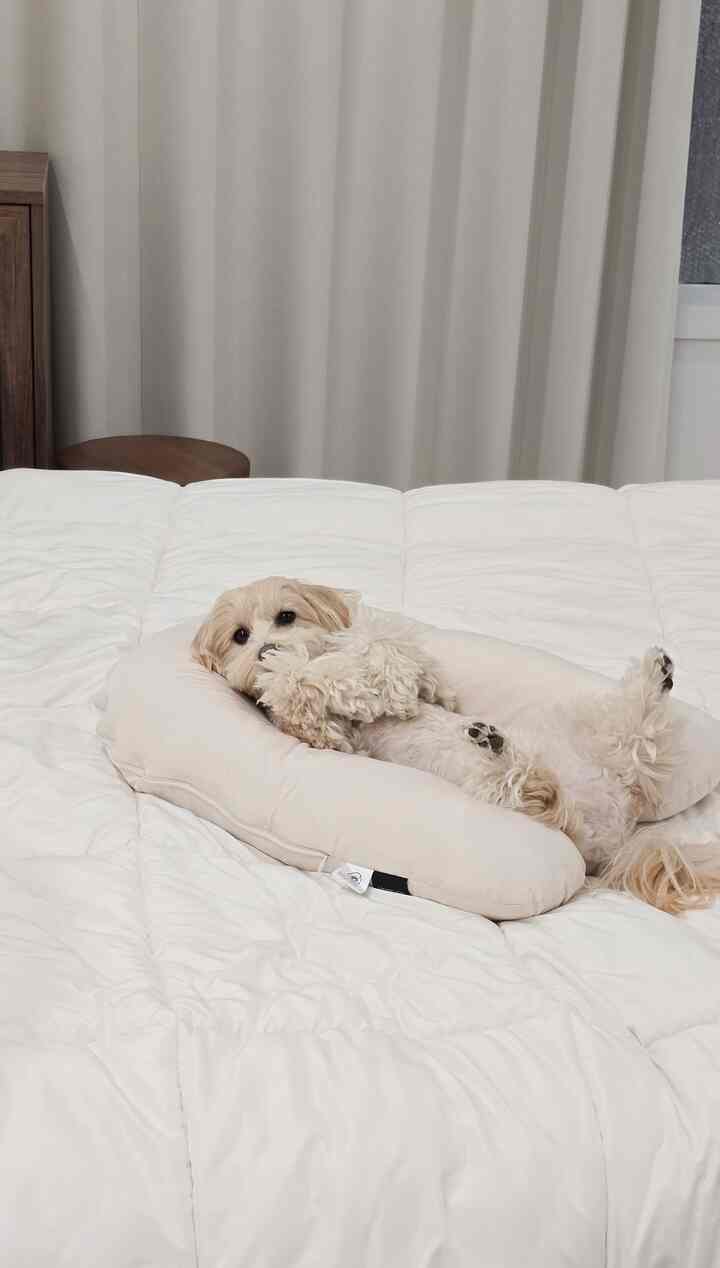 White-toned bedroom featuring a comfortable white bed with a small dog resting on a beige pillow, creating a cozy atmosphere
