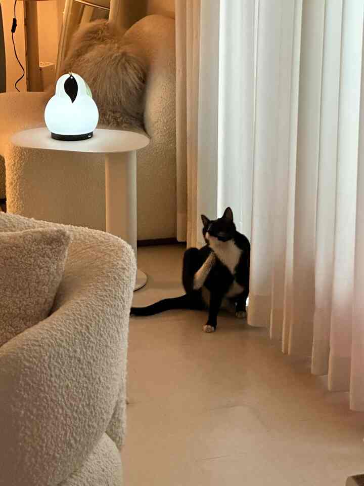 Bright white-toned living room featuring a soft textured sofa, side table, and a cat sitting on the floor creating a cozy atmosphere