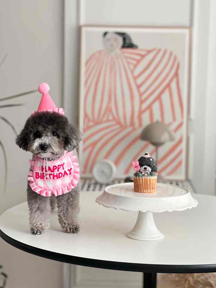 A white table features a dog wearing pink birthday hat and bib next to a cake stand, creating a cute dog birthday party scene