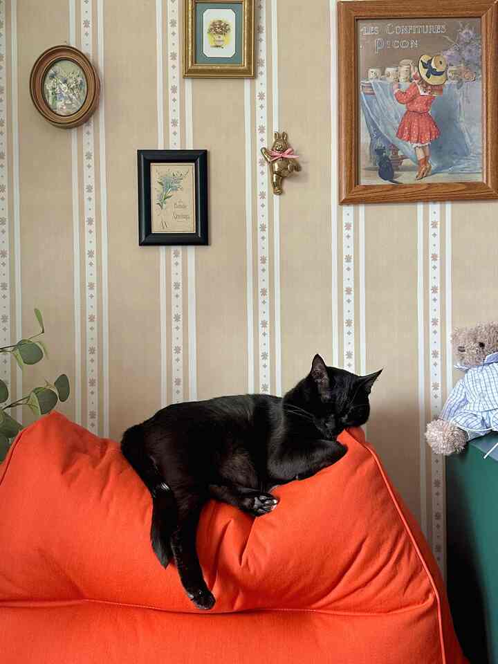 Cozy room with beige floral wallpaper, bright orange bean bag featuring a black cat sleeping, and a teddy bear plush