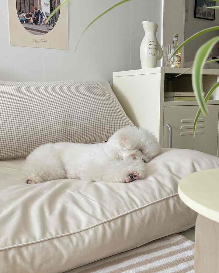 ベージュと白の色調のリビング、ベージュのソファに犬がくつろいでいるシンプルで自然な雰囲気のインテリア