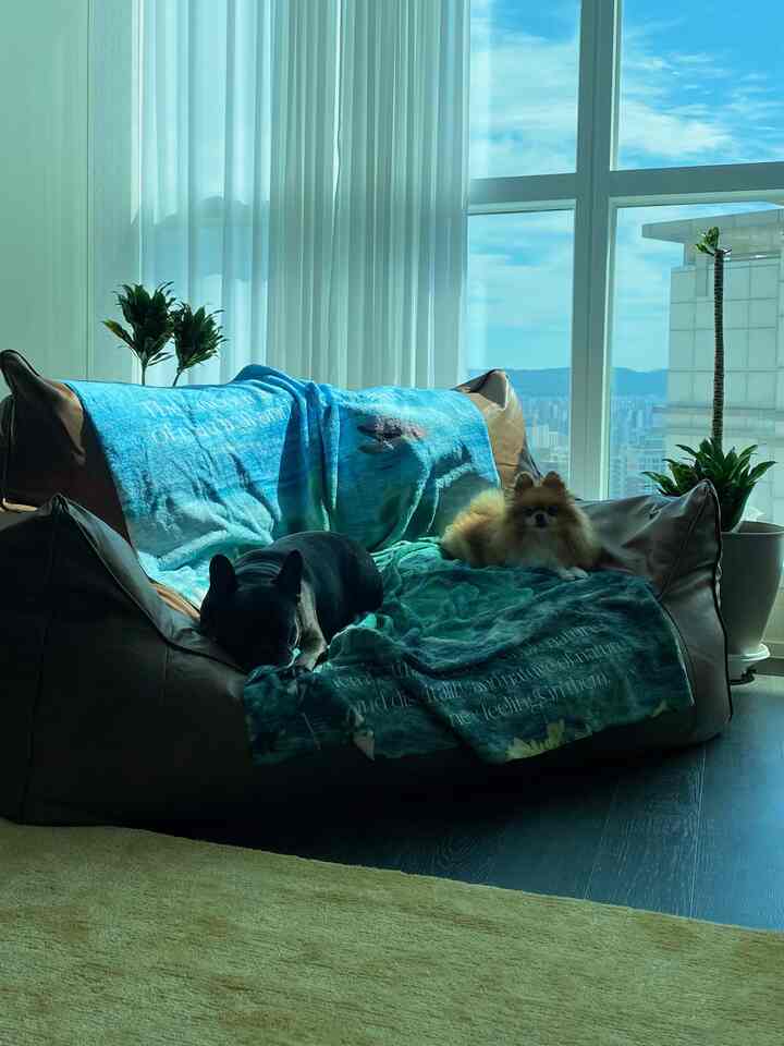#세상모든귀여움   #거실꾸미기 #플래지어 #빈백 #플래지어빈백 #거실인테리어 #livingroom #frenchbulldog  