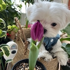 #반려동물인생세컷