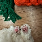 #반려동물인생세컷