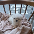 #반려동물인생세컷