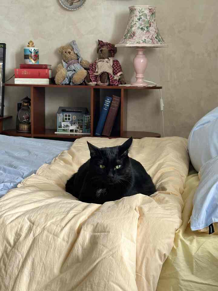 Beige-toned bedroom featuring yellow bedding with a black cat resting comfortably on it; in the background, a wooden shelf holds vintage-style lamps and teddy bears, creating a cozy atmosphere