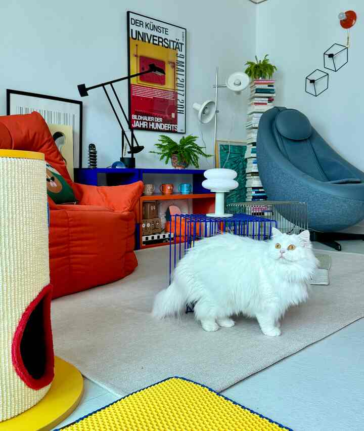 Natural living room with bright orange sofa and sky blue armchair, featuring a white cat in the center, creating a cozy atmosphere