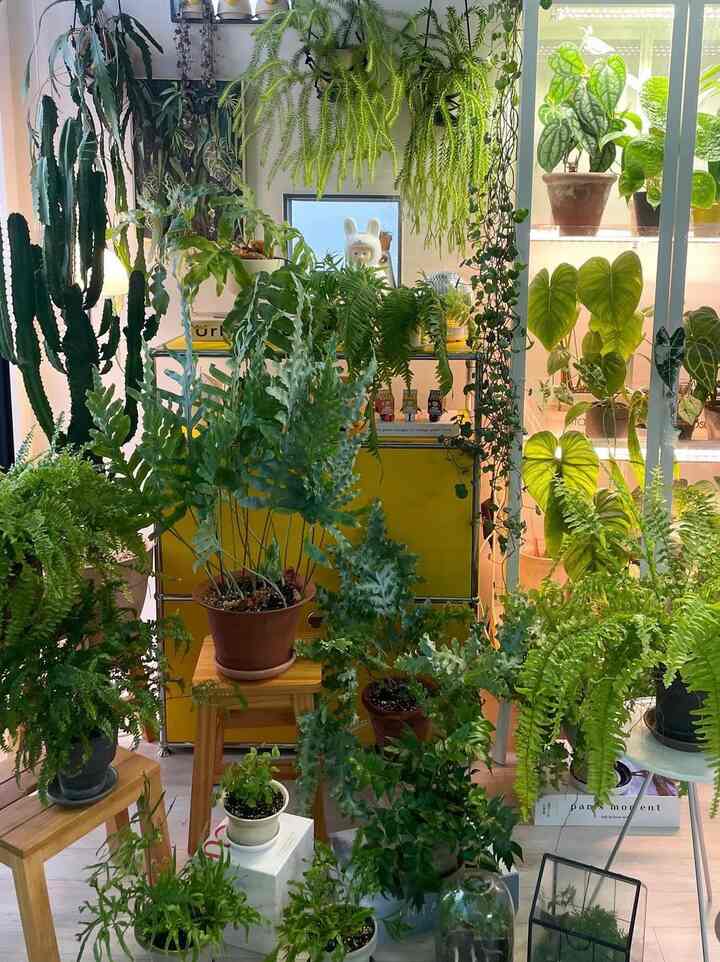 
#ナドクリエーター 
＃今日の庭園_シダの森
#雨の日に_コサリヨンヌとヨンヌワ🤲🏻

#大王
#circusboyband大王うさぎ 
#大王フリルゴサリx 
理髪後 #ガードナースワイプ切口ポットに合食しました！ 🫶🏻🫶🏻🫶🏻
ヨロンシェイプはシダにぴったりなのか？
やっぱりこの組み合わせは大賛成です。 
優れた選択だったと思います！！🤭

とにかく今日の結論は＃世の中の中に素敵なシダはありません☝🏻

しっとりとした春の日になります！！🤍🤍🤍

#フランテリア
#urbanjungle 
#indoorplants 
#indoorgardening 
#プランタス植物
#ガードナースワイプ 
#ミルス保温室 
#メイド