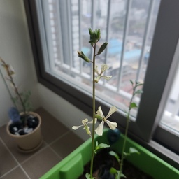 #오늘의가든 #무슨식물일까요 #알려주실분 #구함
작년 가을에 씨앗을 심었다가 싹이 났어요. 겨울이라 싹 튼 이후에 어느정도 자라다 말고 있던 친구인데 겨울을 잘 이겨내고서는 다시 따뜻해지니 길쭉해지고 꽃도 맺혔더라구요 ㅋㅋㅋㅋ
무를 심은것같은데 무는 안자라고 다른친구가 자란것같은데... 이 식물 뭔지 아시는분 계실까요🤣
아마 먹는쪽 식물일거같은데 도와주세요 ㅋㅋ
#식물 #식물박사 #계신가요 #도와주세요 
