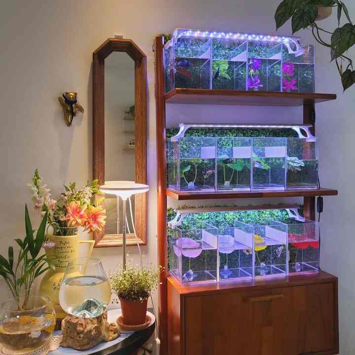 
好きな空間になってしまった✨️✨️
#モンチ  
#betta #bettafish #물멍 #베타 #물생활 #물멍