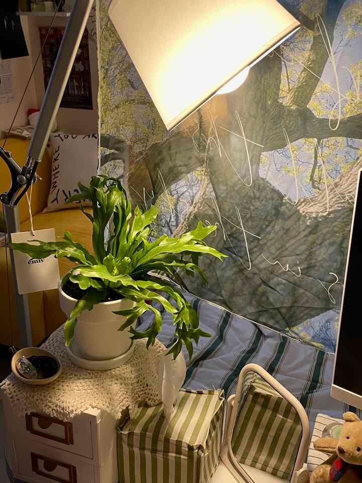 明るい黄色のソファと緑の植物が置かれた小さなワンルーム寝室、樹木のポスター壁飾りと暖かい照明が雰囲気あるインテリア