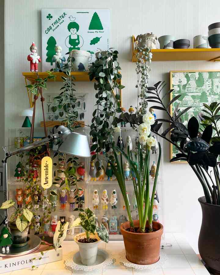 #今日の私の家 
#今日の庭園

#フライデーコレクション

植物カーテンと金曜日の子供たちはみんな見つけましたか？ 😉

＃不金に_黒金銭 
#フライデーエン_柄フライデック 
#金曜日は_ロップチェイン

そして…
毎日リーズリニューアル #ブライダルクラウン水仙

#happyfriday 💛

#今日の庭 
#今日の記録
#フランテリア
#植物インテリア
#ペット
#植民地成長
