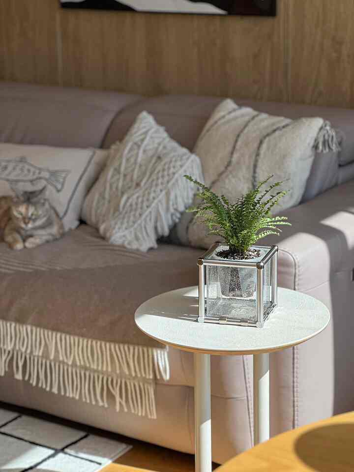 Cozy living room with a brown leather sofa, white side table holding a Boston fern, and a cat resting on the sofa