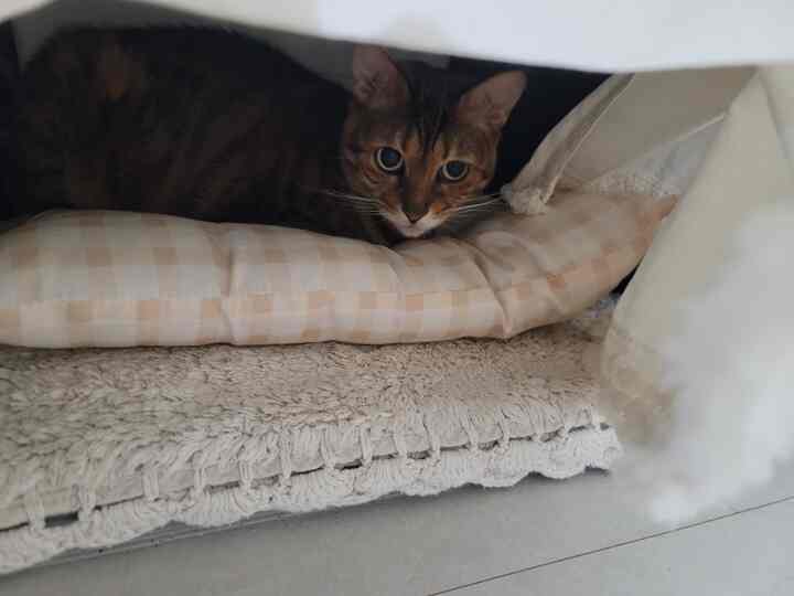収納ベッドハンカンは猫専用😆

収納ベッドを開けても、ハンカンはただ猫のために空にしました。

子犬だけで家では眠いです。 

7年が経っても執事の隣でうまく勇気がない私の家を見てください。 

グッドナイト🥰

＃猫の物語パチパチ＃パパパリ＃パトパルウェルカム＃ペット動物人生 
