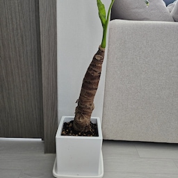 #식물일기 #알로카시아 #ElephantEarPlant #코끼리귀식물 #초보식집사 #공기정화식물 #새집증후군 #미세먼지제거
지난 주말
부산 화훼단지에서 데려온 알로카시아
특이한 외형에 눈이가서 데려왔어요😁
#새집증후군 #미세먼지제거 등 공기정화능력이 뛰어난 식물이라고 하네요!
잎 모양때문에 코끼리귀식물이라고도 한대요.
고온다습한 환경을 좋아해서 공중에 자주 분무해주는게 좋으며
겉흙이 마르면 흠~뻑 주면 된다고 하구요😙
(저는... 마른건지 아닌건지 분간이 안갈때는 화분마다 흙을 직접 만져보면서 판단해요 ㅋㅋ)
직사광선 주의, 과습주의 이건 대부분 공통사항인듯 해요🤔
잎에 독성이 있으니 어린아이나 반려동물 키우시는 분들은 주의하셔야합니다.
