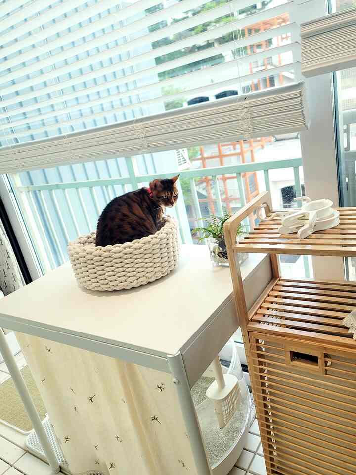 春の日に日光を浴びて外を見ている愛情のある💕 

＃猫の物語＃猫＃買わないで養うインテリア＃猫トイレ＃猫用品＃猫の息吹＃猫家事家屋＃猫と一緒に住んでいるスペース 
