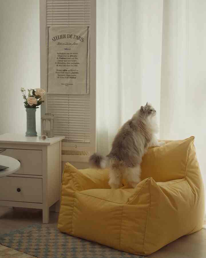 明るい黄色のビーズクッションと猫がいるシンプルなリビング、白いカーテンと小さなナイトテーブルが配置された雰囲気のあるインテリア