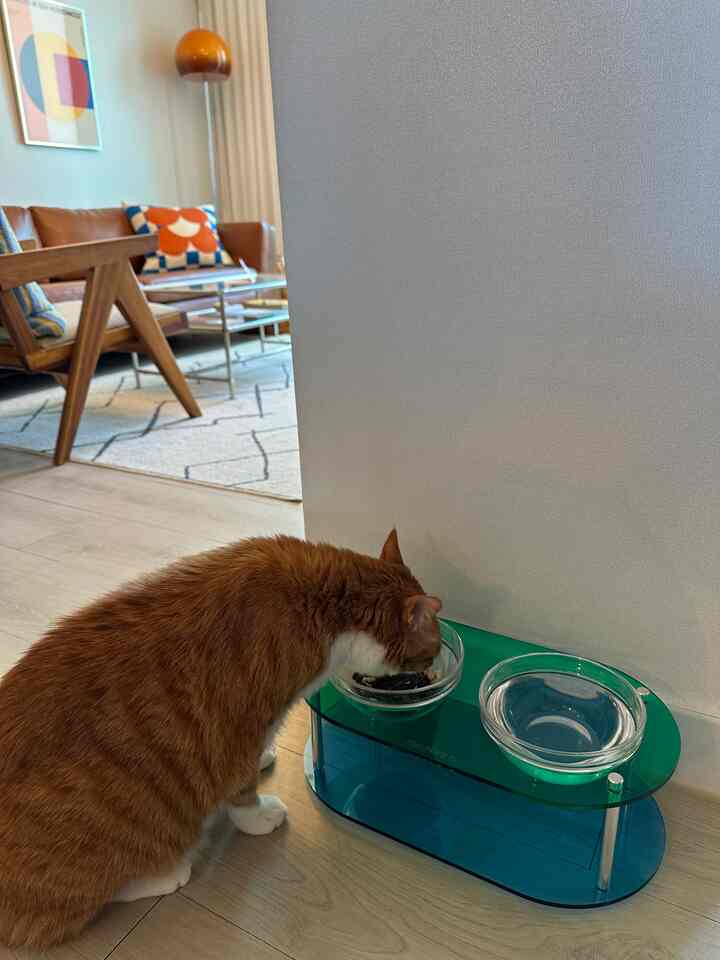 ペット用 フードボウル las'se ダブル カラーエディション［16色・2サイズ］を使ったコーディネート 3