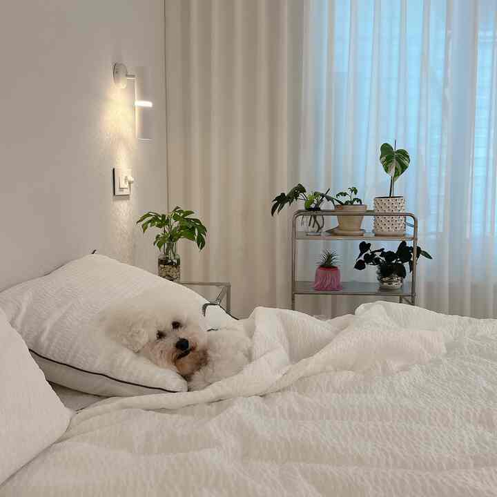 #맞팔

Relaxing time with my dog 
A white seersucker blanket 
The green things you see behind you
It's a pleasant photo 

#Trolley #철제트롤리 #잔디트리 
#Seersucker #시어서커이불 #침실꾸미기 
#White Bedroom #솨테리어 #한스푼