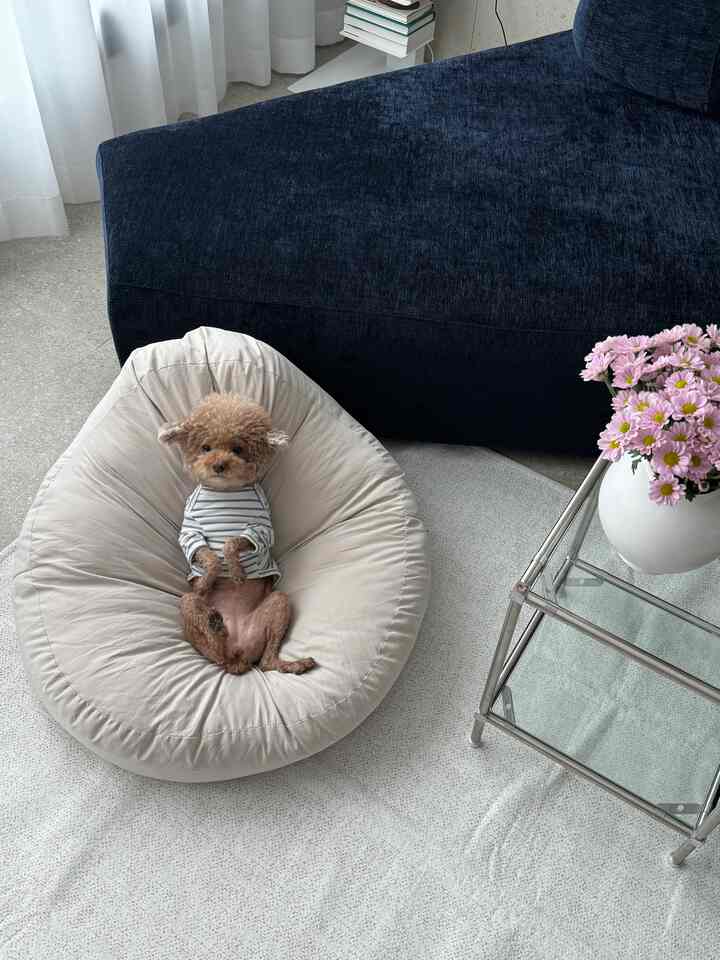 ホワイトとネイビートーンのリビング、中央に犬が座るホワイトのビーンバッグとネイビーのソファが配置された温かみのある空間