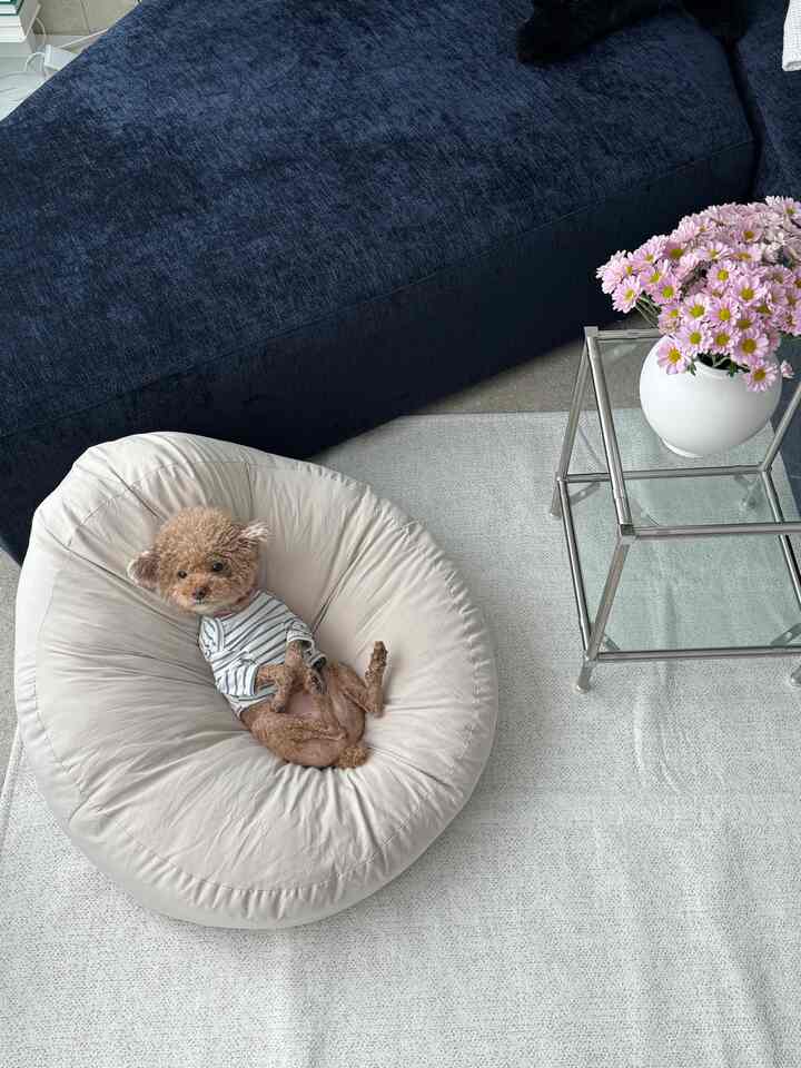 ベージュのビーズクッションに座る犬とネイビーのソファが配置された、清潔で居心地の良いリビング空間