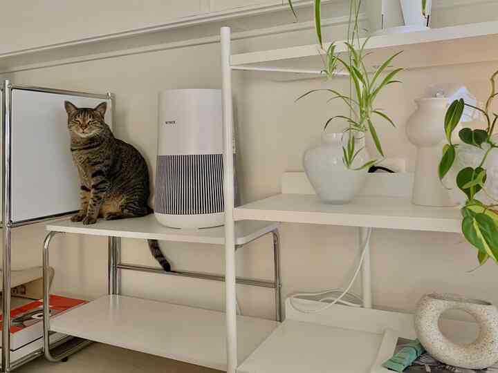 ＃ペット動物の人生の目を閉じた姿もかわいいです

＃プニヨミ＃猫＃執事＃猫日常＃執事日常＃三色＃サバテビ＃cats＃プニヨミ＃猫空気清浄機ワンルームのインテリア 